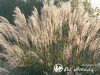 Miskantas kininis ,Blütenwunder' (lot. Miscanthus sinensis) Miskantas kininis ,Blütenwunder' (lot. Miscanthus sinensis)